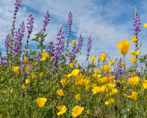 Spring California Flowers