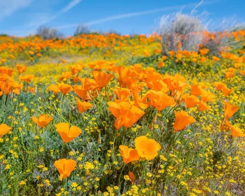 Antelope Valley