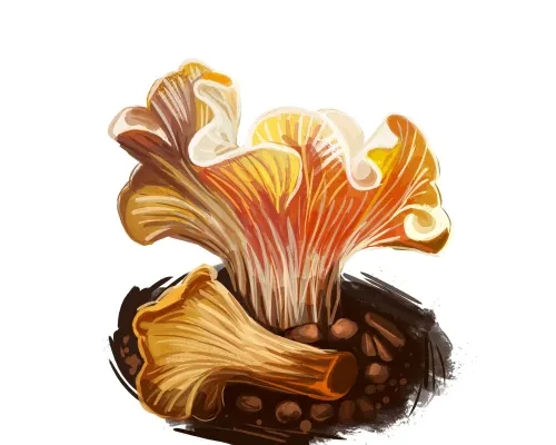 Mushroon
