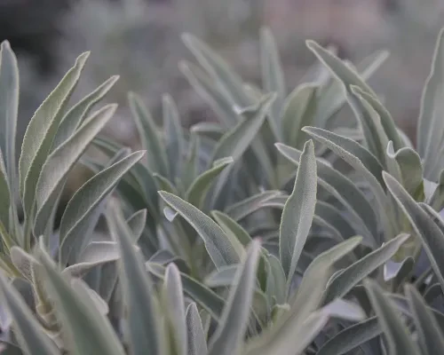 White Sage