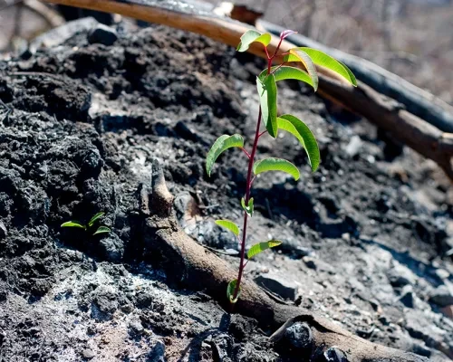 New growth after fire.