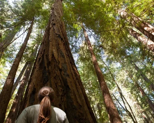 Armstrong Redwoods State Natural Reserve