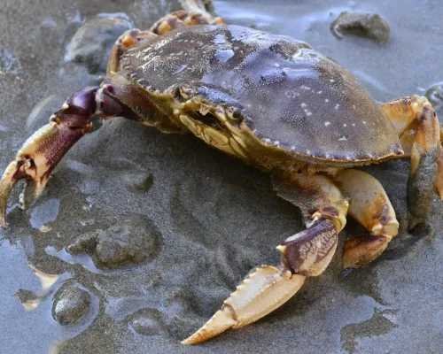 Dungeness crab 