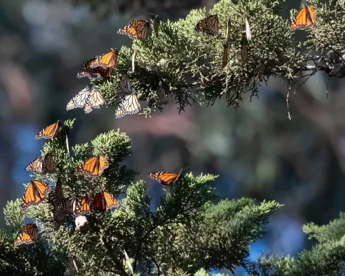 Natural Bridges Monarch