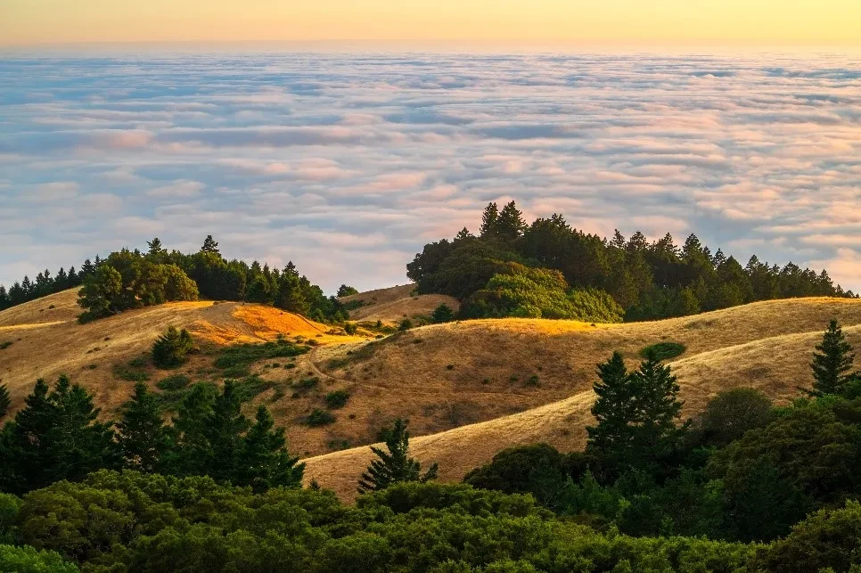 Mt Tam