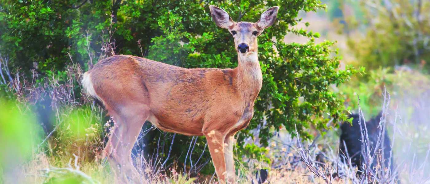 black-tailed-deer_stock.jpg