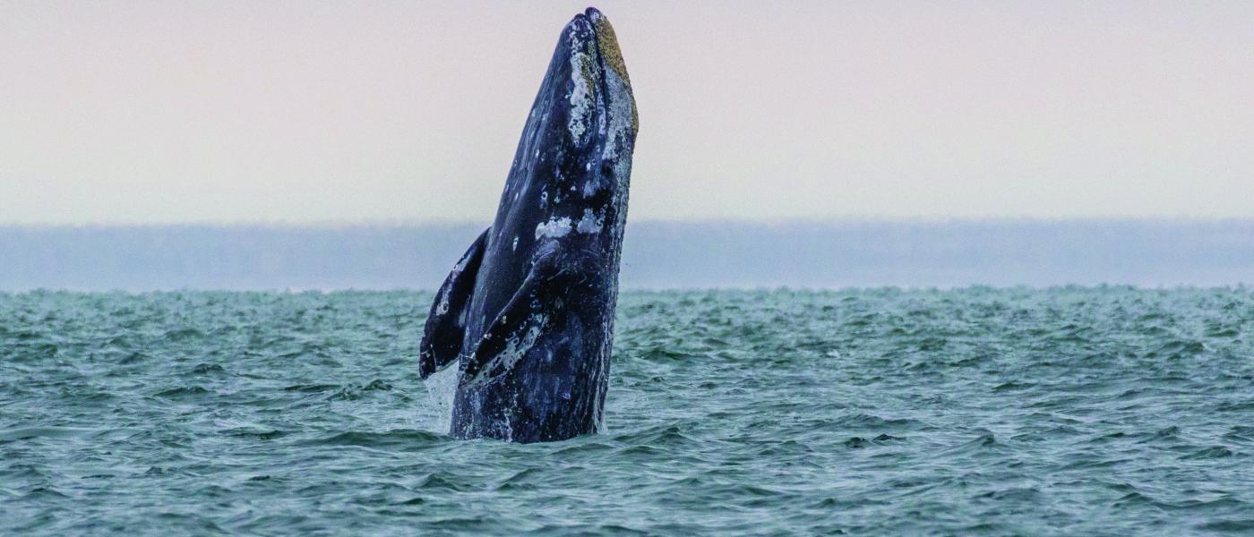 gray-whale_stock.jpg
