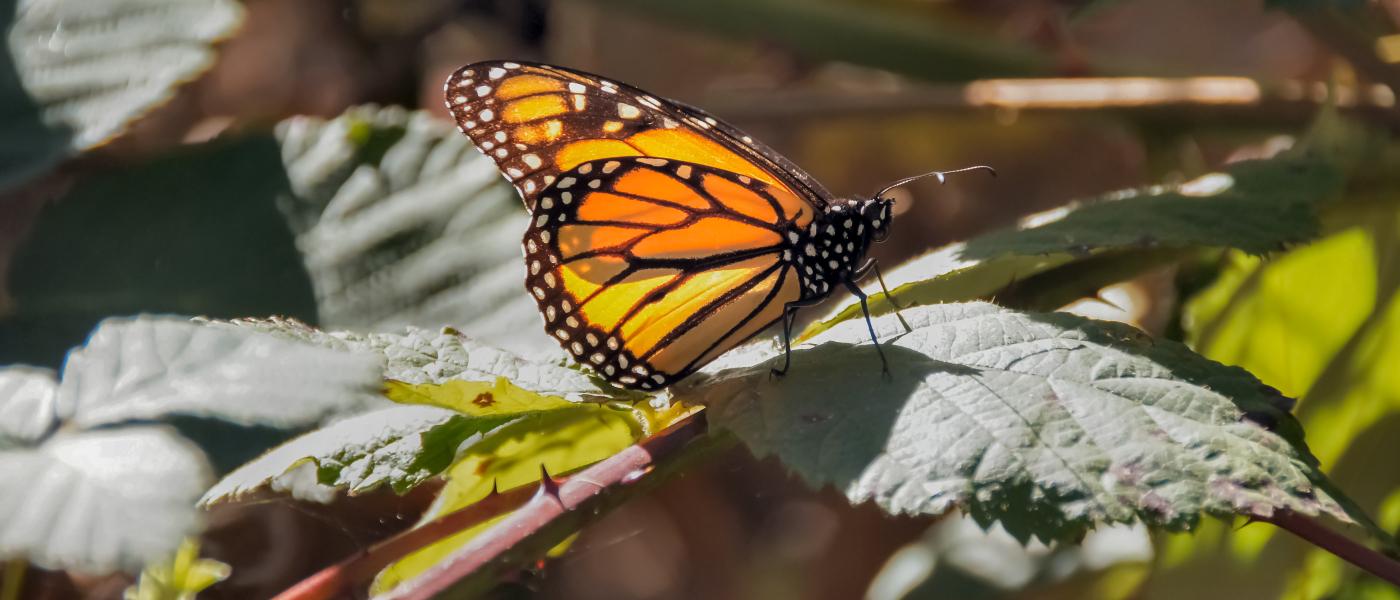 Western monarch at Natural Bridges State Beach.