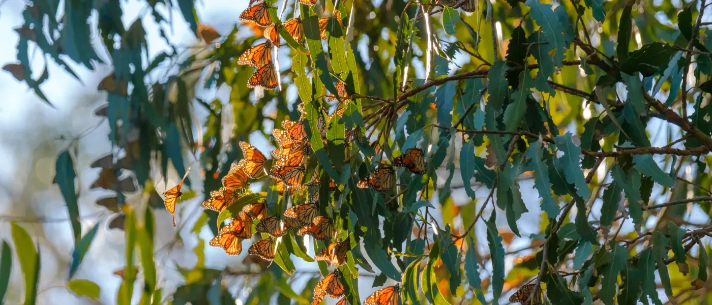 Monarch cluster at Pismo State Beach.