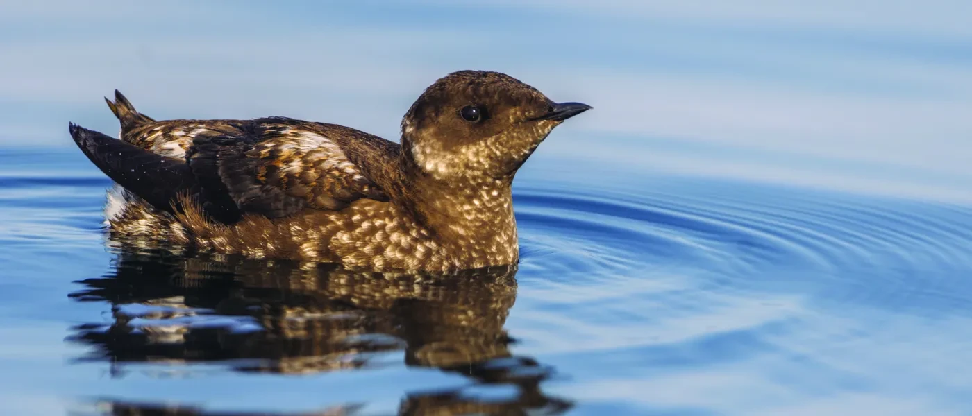 marbled-murrelet_stock.jpg