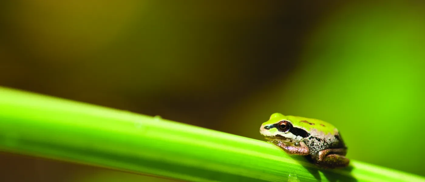 pacific-tree-frog_stock.jpg