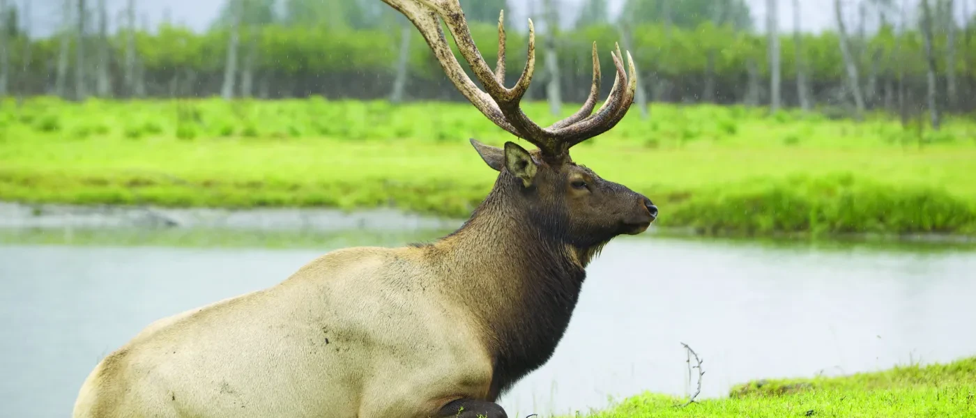 roosevelt-elk_stock.jpg