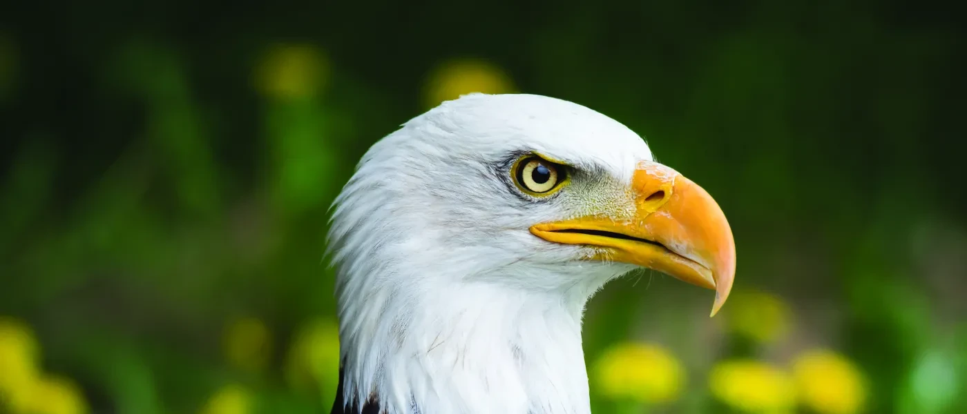 bald-eagle_stock.jpg