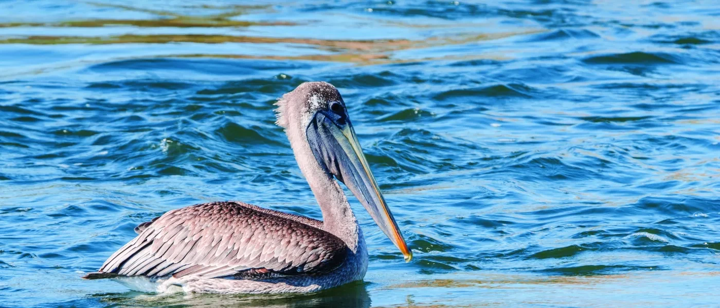 pelican_stock-photo.jpg