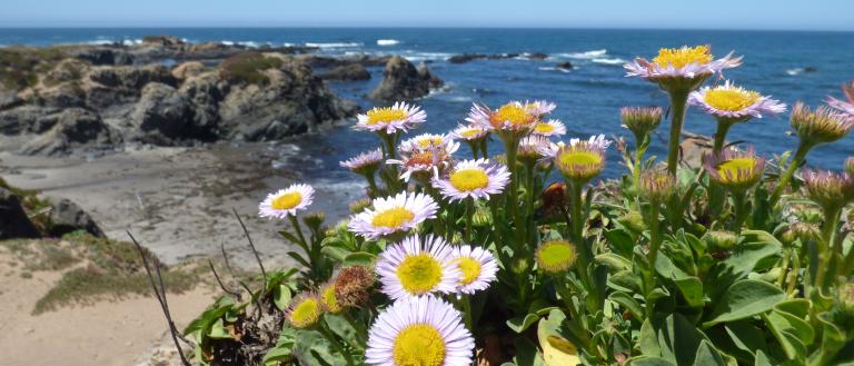 2017-june-potm-seaside-daisies-mackerricher-sp-c-katie-eskridge.jpg