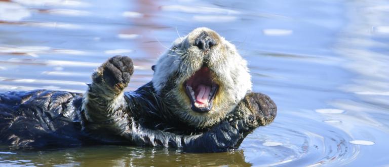 Happy sea otter