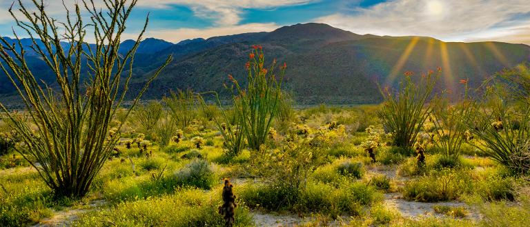 Anza Borrego Sunset in Spring Web