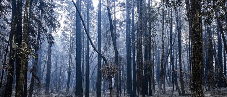 Big Basin Redwoods State Park after the 2020 wildfires