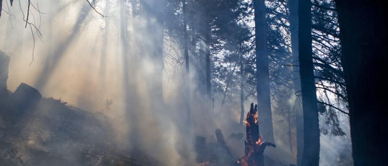 Wildfire