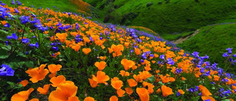 Chino Hills State Park wildflowers