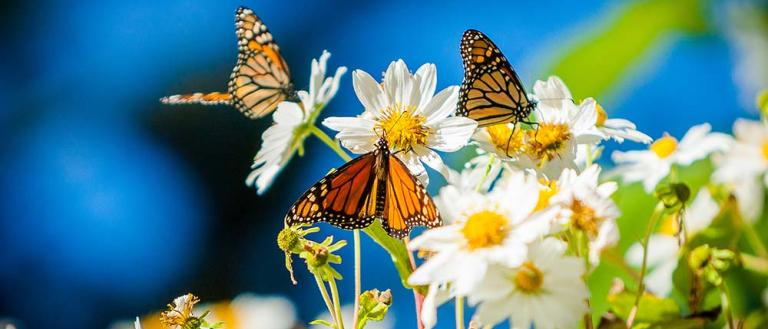 Monarch butterflies