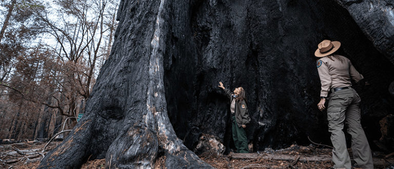Cyark Grantee Big Basin Redwoods