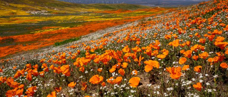 Antelope Valley