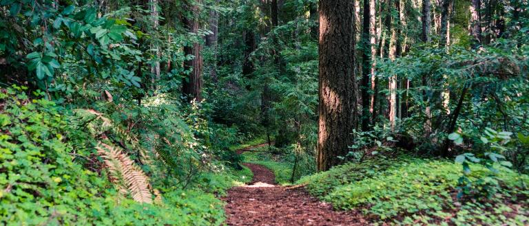 Henry Cowell Redwoods 