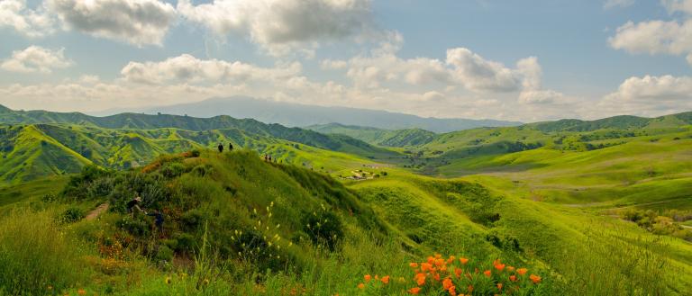 Chino Hills State Park wild flowers 