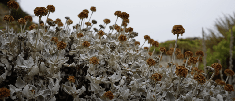 groundswell1