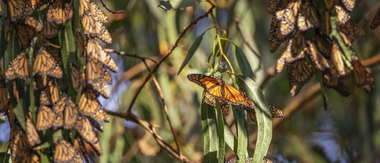 Monarch butterfly
