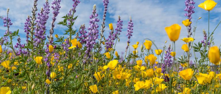Spring California Flowers