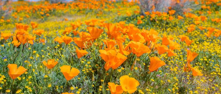 Antelope Valley