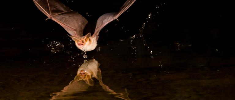 Pallid Bat