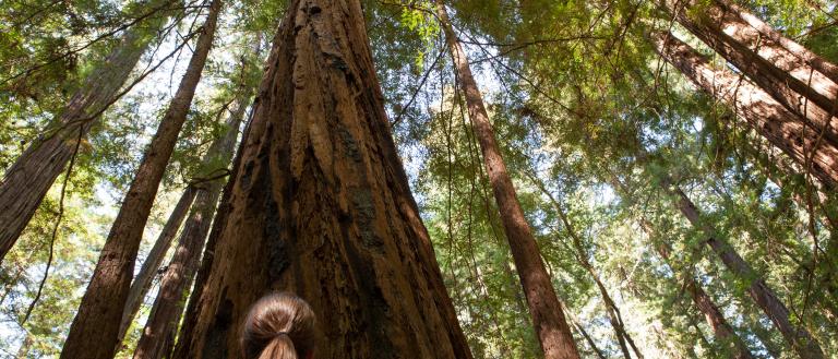 Armstrong Redwoods State Natural Reserve