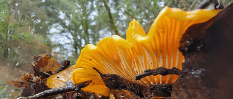 California Golden Chanterelle