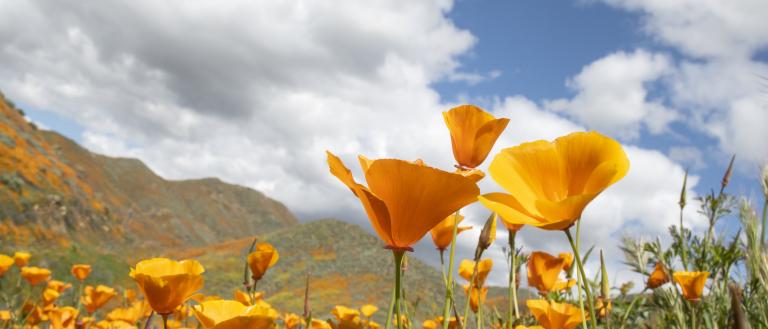 Poppy in bloom