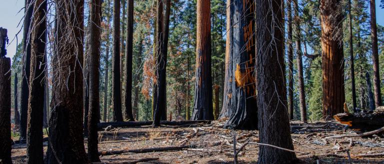 Wildfire