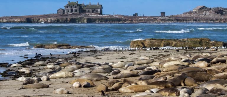 Ano Nuevo