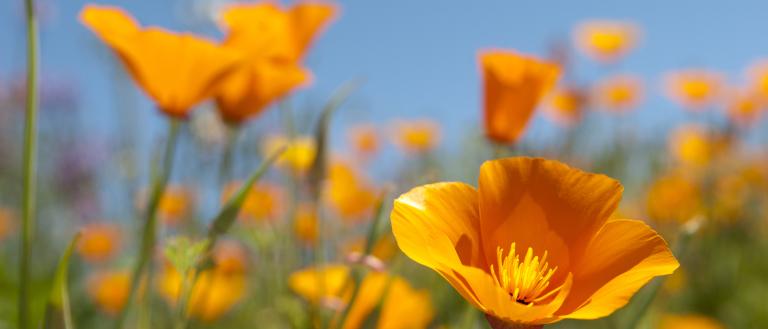 Poppies