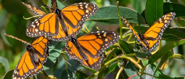 Monarch butterfly