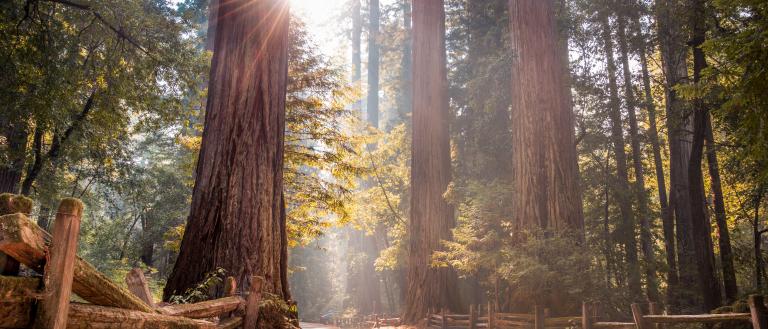 Big Basin