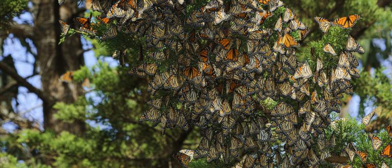 Monarch butterfly