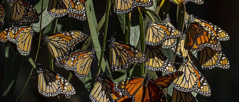 Monarch butterfly