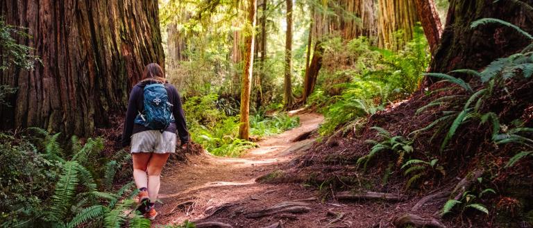 Jedediah Smith Redwoods State Park