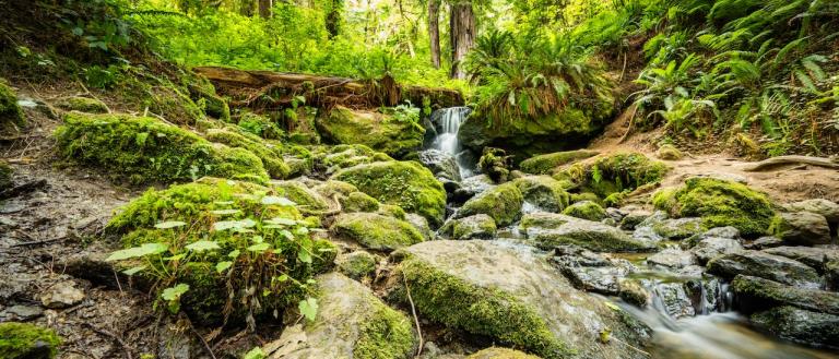Redwoods National and State Parks