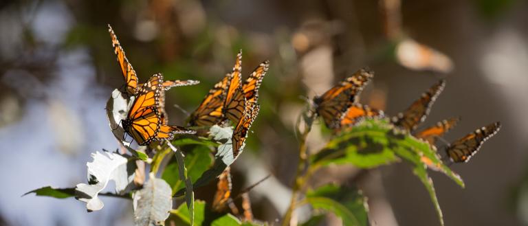 Monarch butterfly
