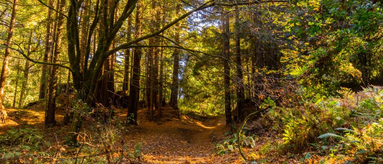 The Forest of Nisene Marks State Park 