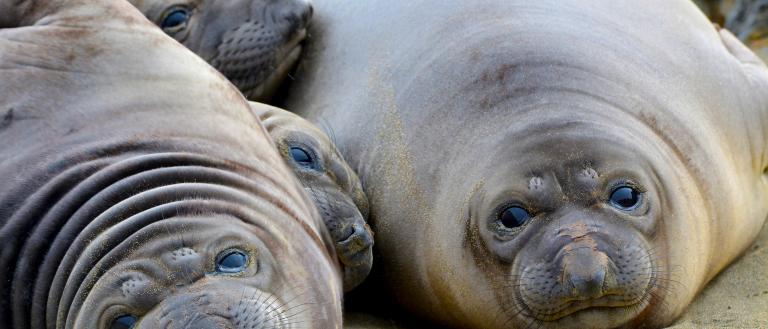 ano-nuevo-sp-seals_stock.jpg