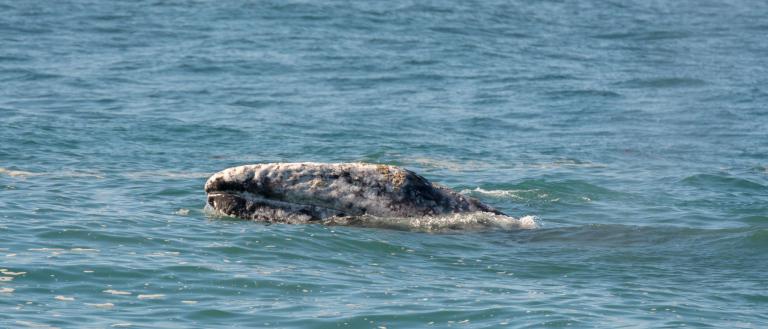 gray-whale-by-michele-w-via-flickr.jpg